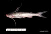 Juvenile Bagre marinus, gafftopsail catfish, SEAMAP collections